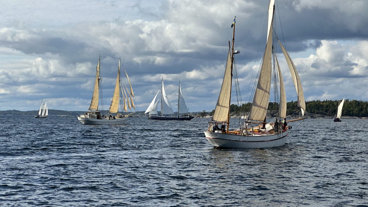 Ett antal segelskutor på en skärgårdsfjärd.